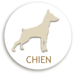 CHIEN