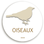 OISEAU